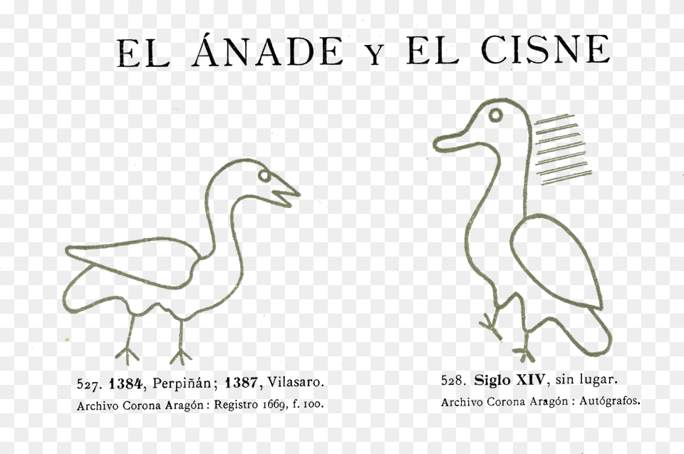 La Vanguardia Duck, Animal, Bird Png Image