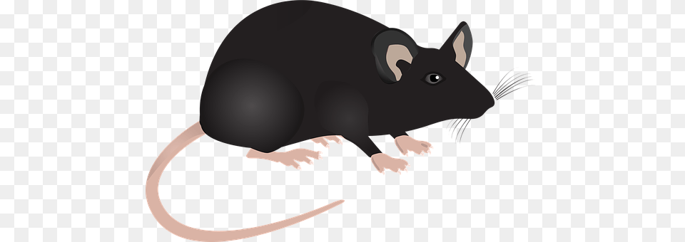 Lab Mouse Animal, Mammal, Baby, Person Free Png