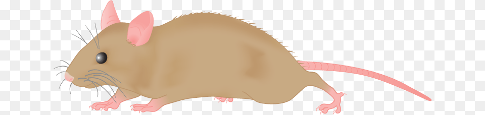 Lab Mouse Clip Art, Animal, Mammal, Rodent, Rat Png