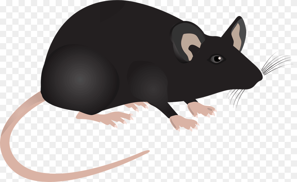 Lab Mouse Clipart, Animal, Mammal, Rat, Rodent Free Png