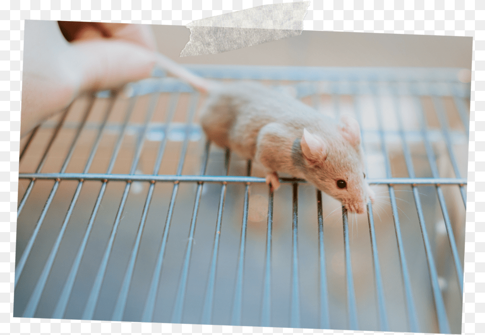 Lab Mouse Laboratory Mouse, Animal, Mammal, Rat, Rodent Png Image