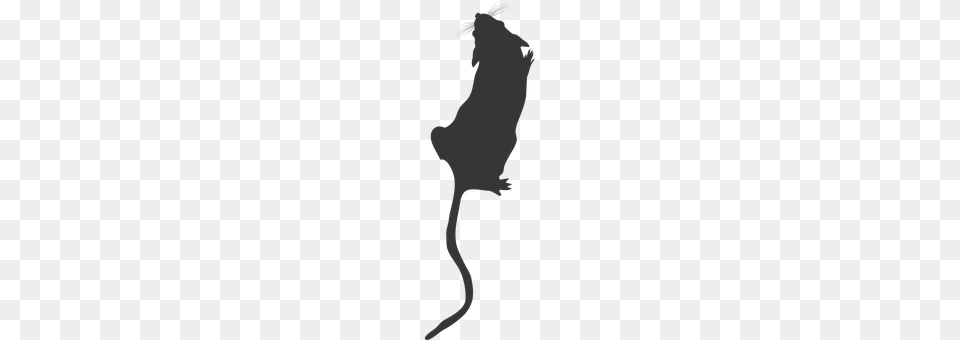Lab Mouse Top View Adult, Bride, Female, Person Png