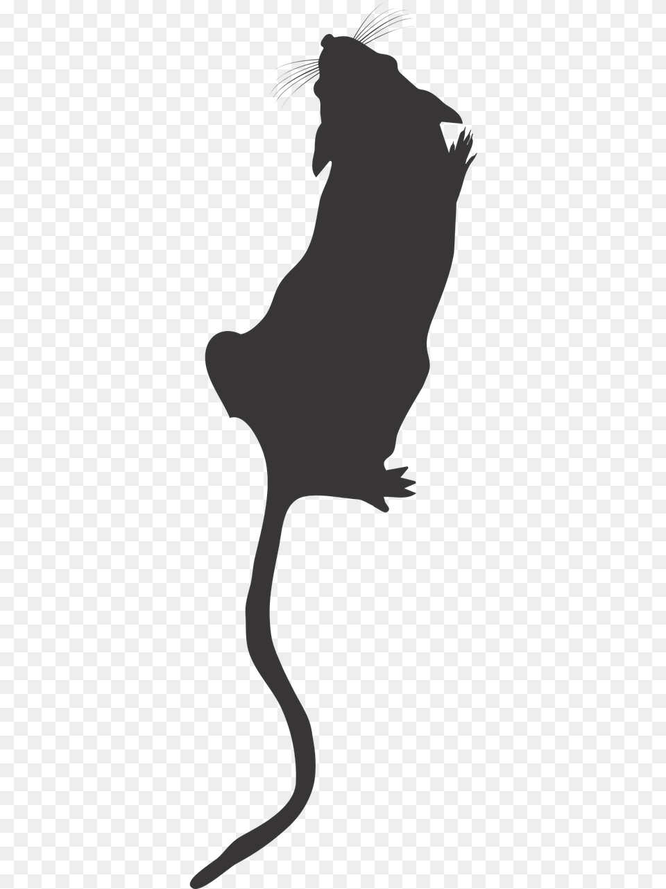 Lab Mouse Top View Mouse Silhouette Lab Mouse Icon Rat Silhouette Top View, Person Png Image