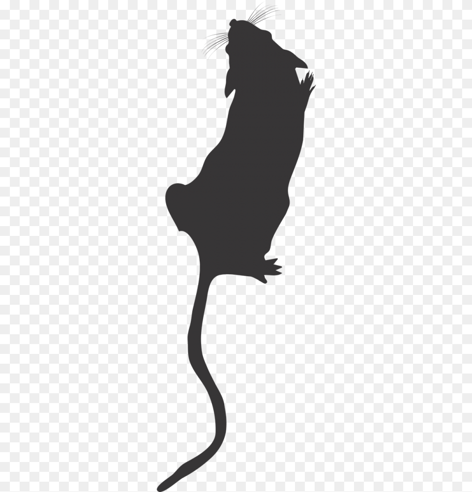 Lab Mouse Top Viewmouse Silhouettelab Mouse Iconmouse Rat Silhouette Top View, Person Free Transparent Png