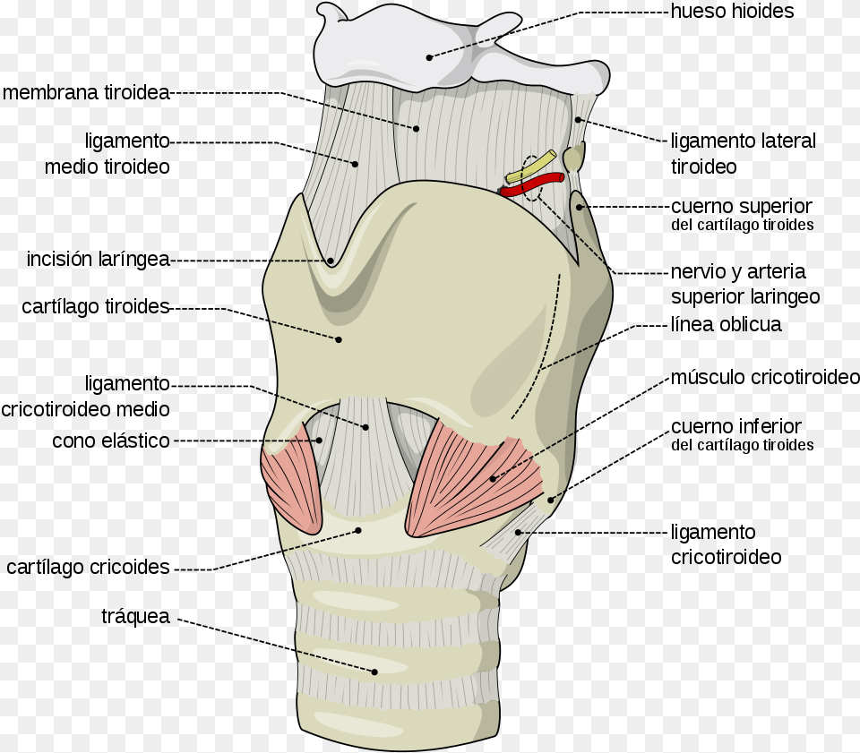 Label The Features Of The Larynx Region, Clothing, Glove Png Image
