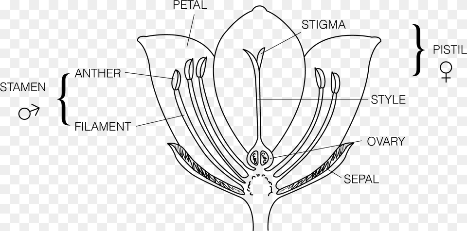 Label The Parts Of A Flower, Gray Png