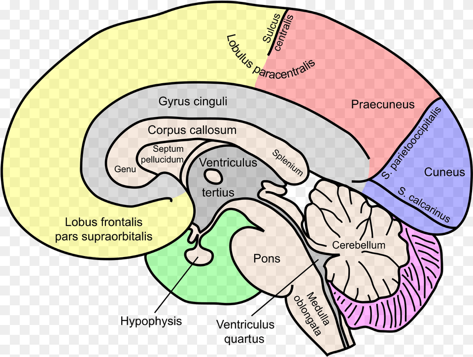 Labeled Map Of Brain, Baby, Person, Disk Free Png