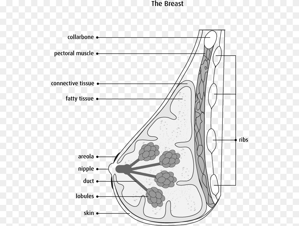 Labelled Diagram Of Breast, Art, Smoke Pipe Free Png Download