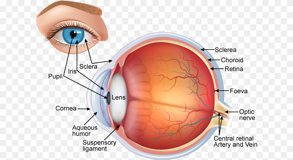 Labelled Diagram Of Human Eye, Ct Scan, Clothing, Hardhat, Helmet Png