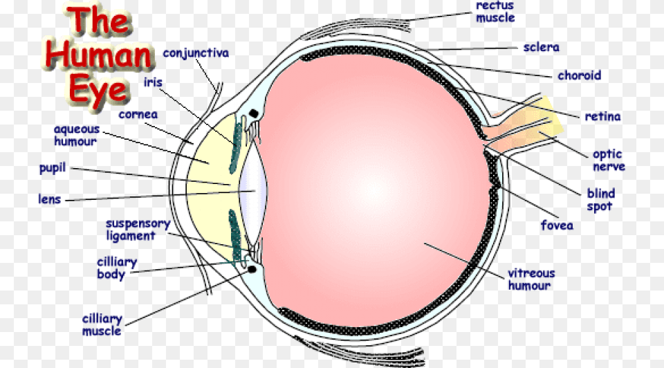 Labelled Diagram Of Human Eye Download Label A Human Eye, Sphere Free Png