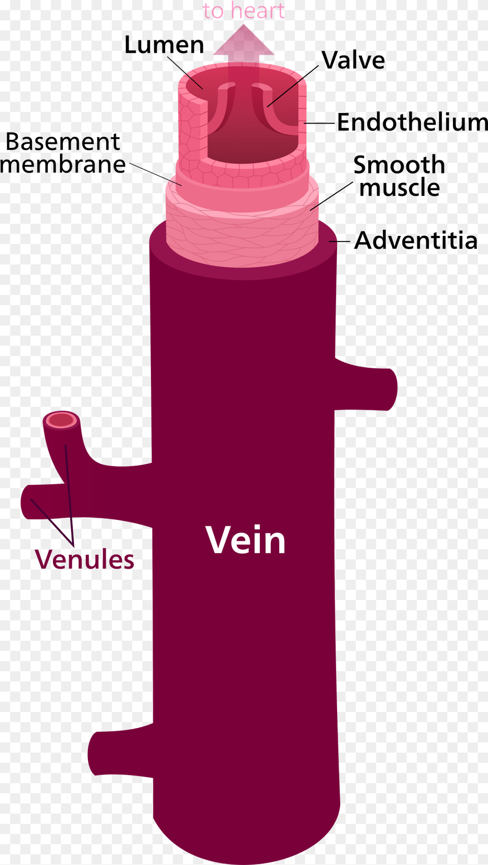 Labelled Diagram Of The Blood Vessels, Bottle, Water Bottle, Birthday Cake, Cake Free Png