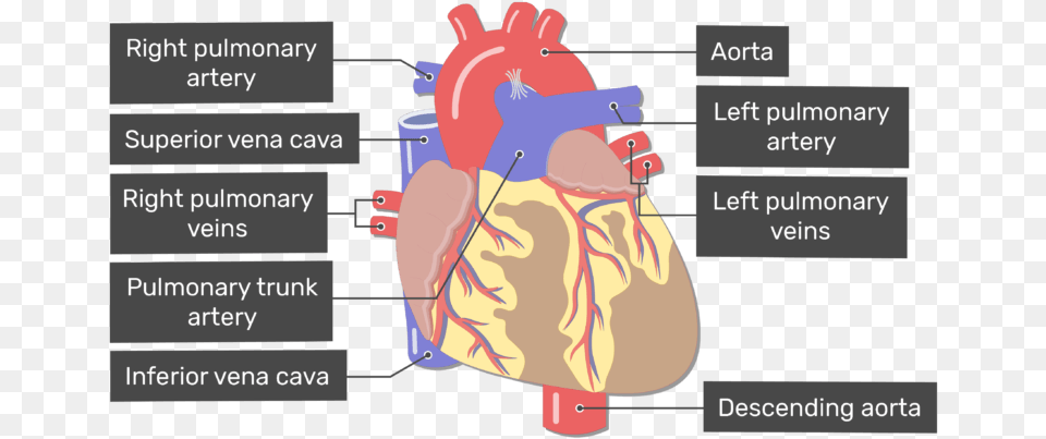 Labelled Of The Anterior View Of The Major Blood Heart Major Blood Vessels, Body Part, Face, Head, Neck Png Image