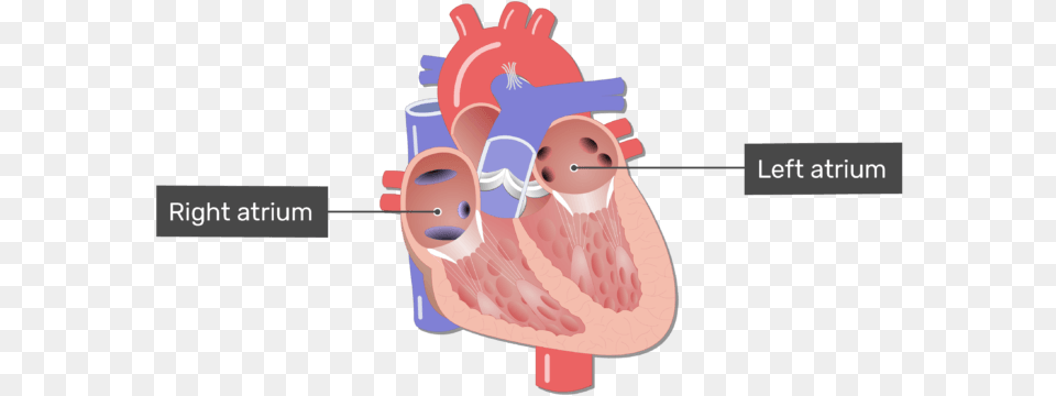 Labelled Of The Right And Left Atrium In The Png Image
