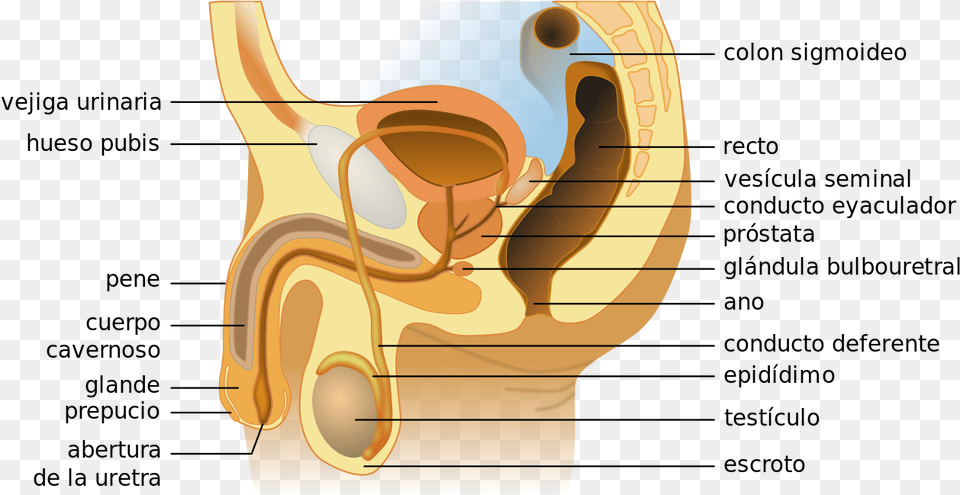 Labels Of A Penis, Body Part, Ear Png Image