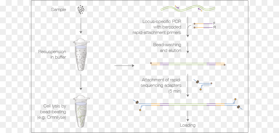 Laboratory Workflow For Barcoded 16s And Co1 Sequencing Barcode, Chart, Plot, Light Png Image