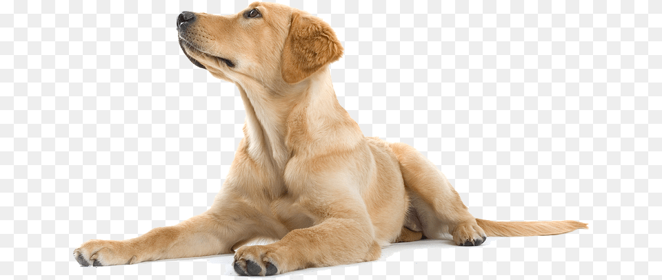 Labour Dog Hd, Animal, Canine, Golden Retriever, Mammal Png