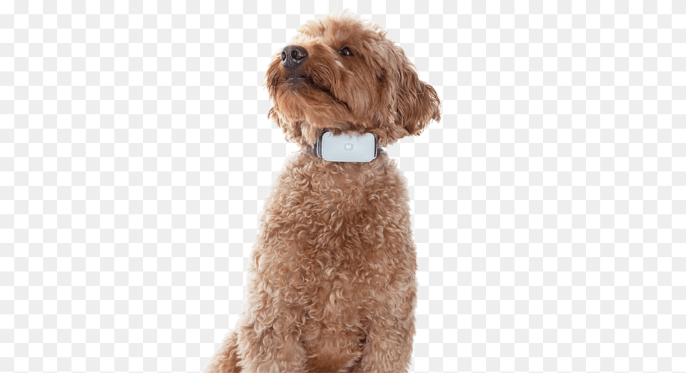 Labradoodle, Animal, Canine, Dog, Mammal Free Png Download