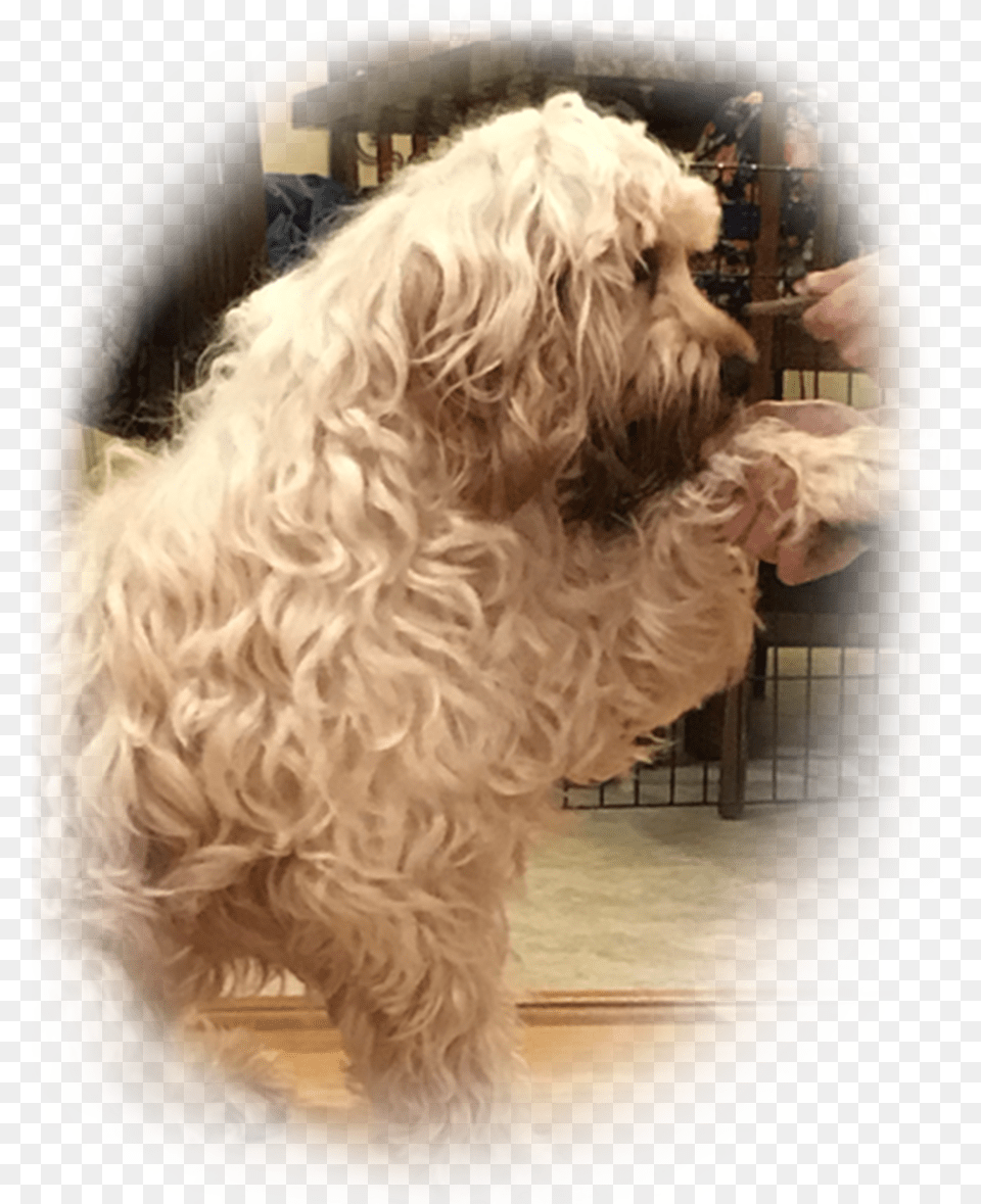 Labradoodle, Animal, Canine, Dog, Mammal Free Png Download
