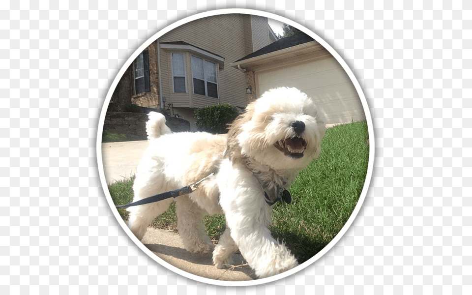 Labradoodle, Plant, Photography, Grass, Accessories Png Image