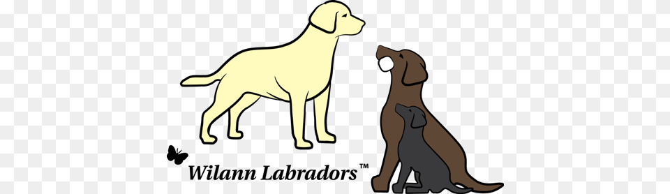 Labrador, Animal, Canine, Dog, Labrador Retriever Png Image