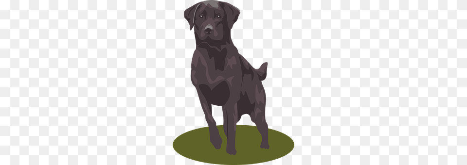 Labrador Animal, Canine, Dog, Labrador Retriever Free Png