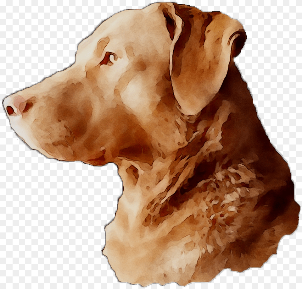 Labrador Breed Dog Gun Snout Retriever Clipart Companion Dog, Animal, Canine, Labrador Retriever, Mammal Free Png Download