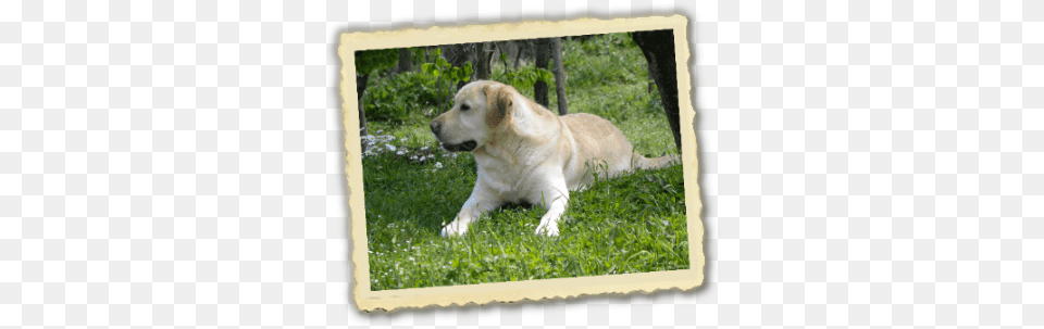 Labrador Cameo39s Anema E Core Labrador Retriever, Animal, Canine, Dog, Labrador Retriever Free Png Download
