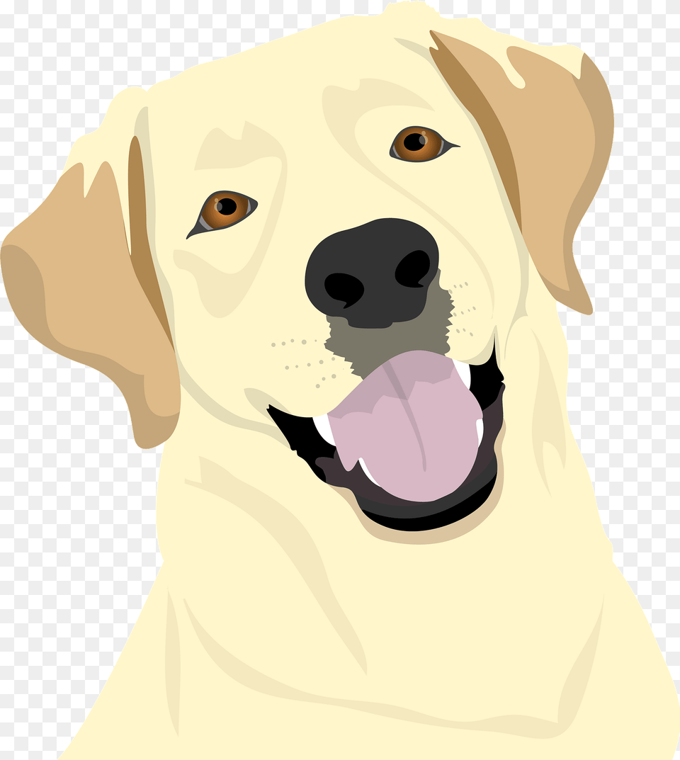 Labrador Clipart, Animal, Canine, Dog, Labrador Retriever Png