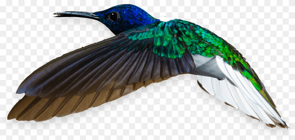 Labrador Cms Bee Hummingbird, Animal, Bird Free Transparent Png