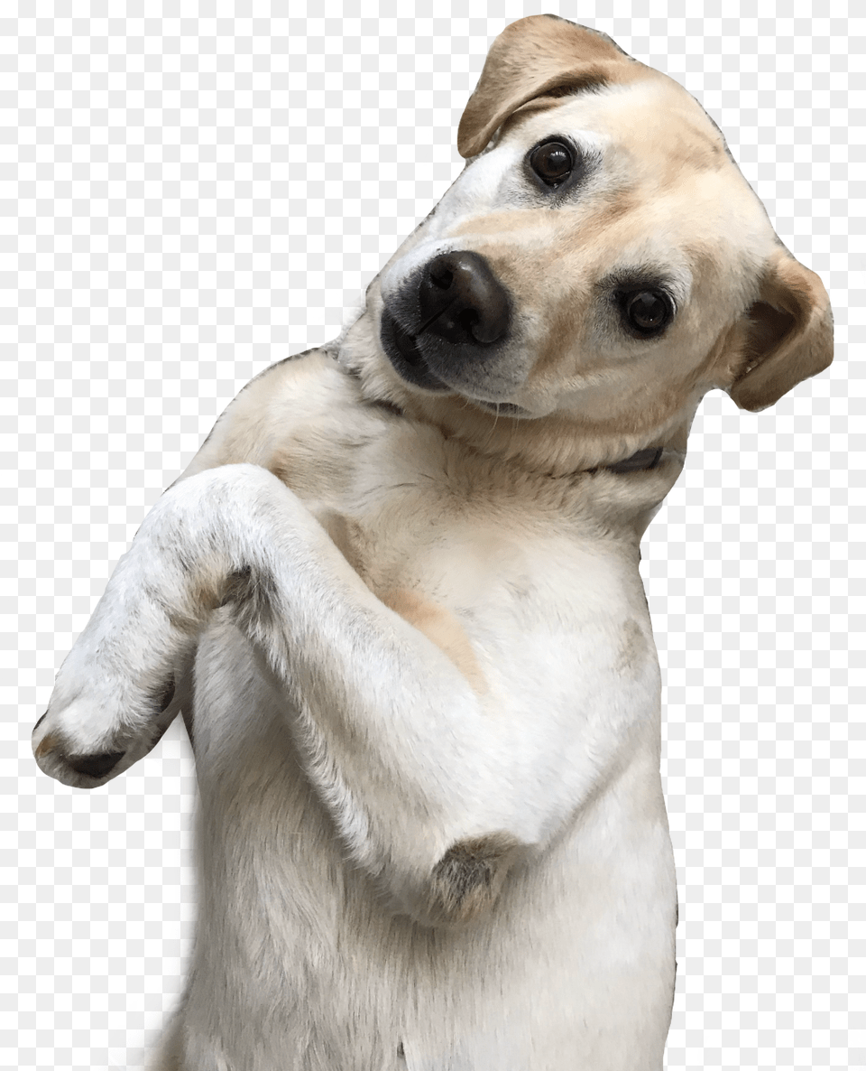 Labrador Dog Funnydog Freetoedit Companion Dog, Animal, Canine, Labrador Retriever, Mammal Free Png