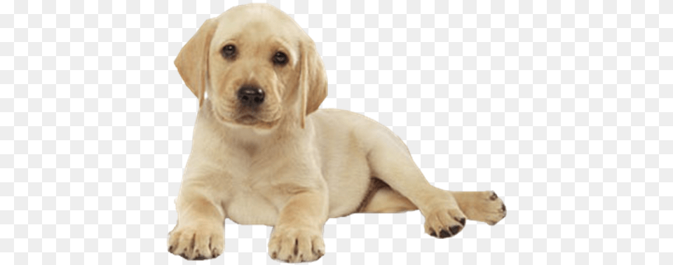 Labrador For Facebook Cover, Animal, Canine, Dog, Labrador Retriever Free Png