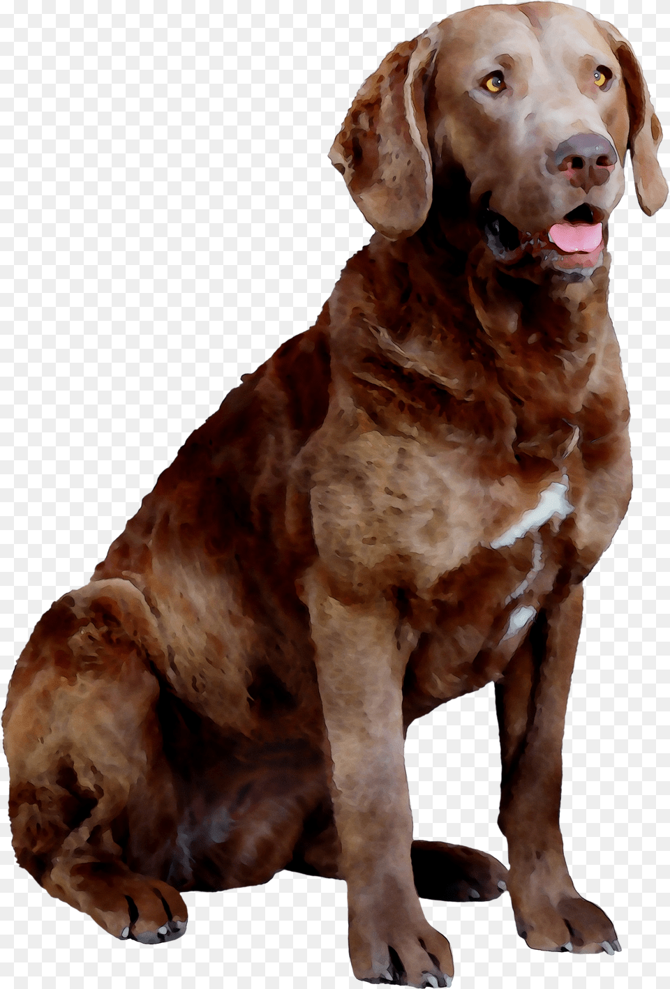 Labrador Hunting Chesapeake Breed Dog Bay Companion Dog Yawns, Animal, Canine, Labrador Retriever, Mammal Free Png Download