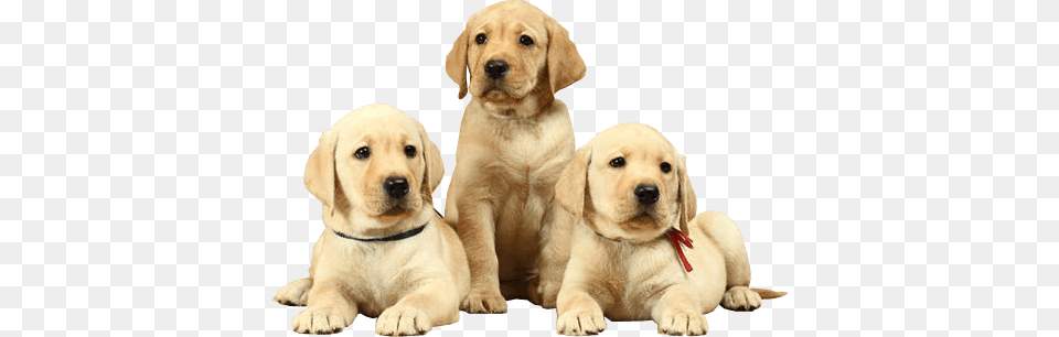 Labrador Photo Natural Health And Nutrition For Dogs, Animal, Canine, Dog, Mammal Free Transparent Png