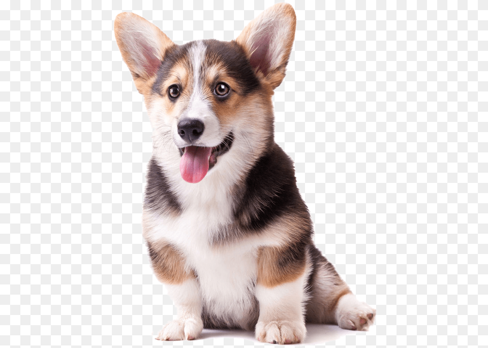 Labrador Pomeranian Puppy Cat Background Corgi, Animal, Canine, Dog, Husky Png