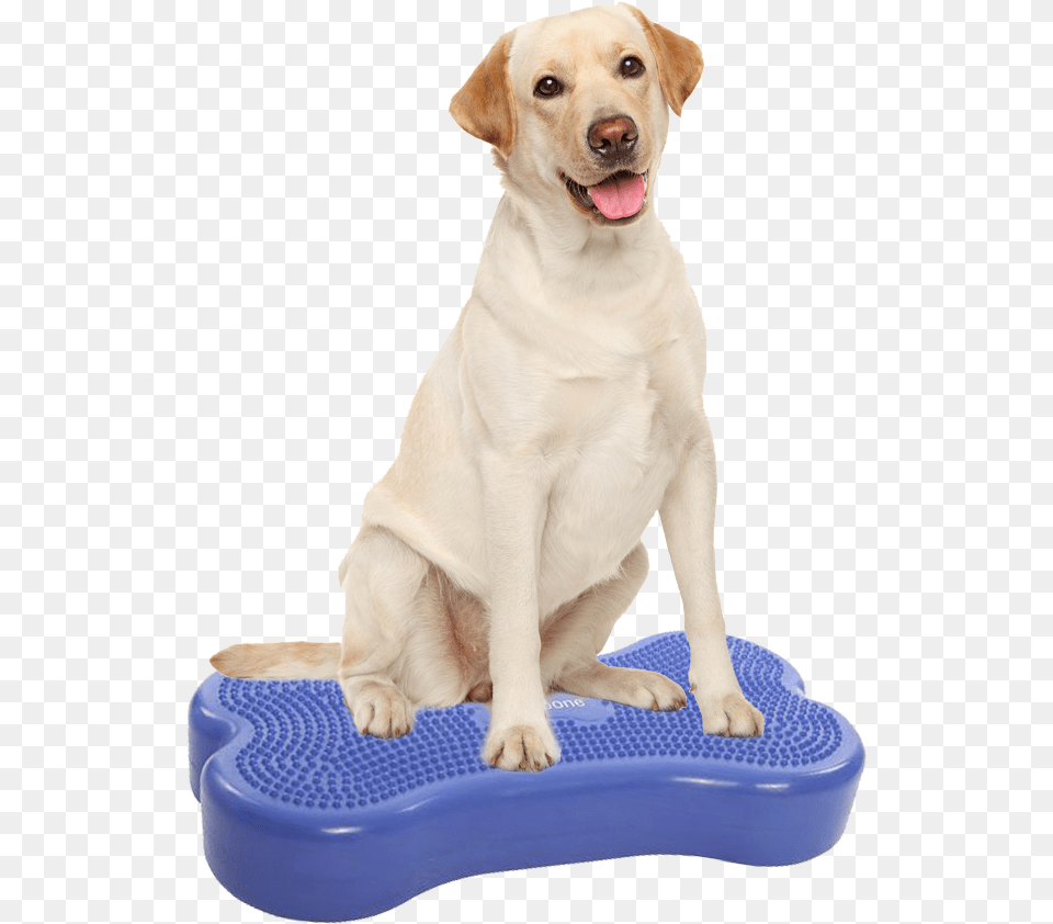 Labrador Price In Varanasi, Animal, Canine, Dog, Labrador Retriever Free Png