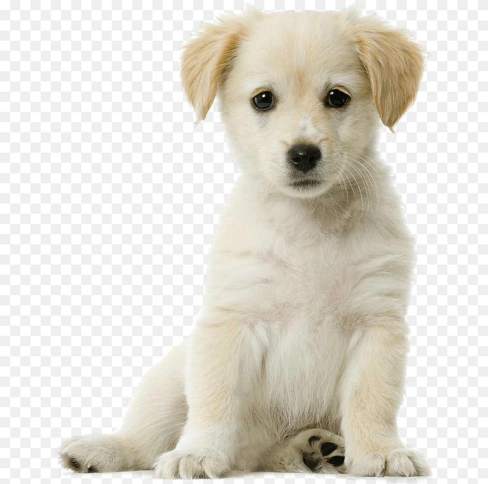 Labrador Retriever, Animal, Canine, Dog, Mammal Png Image