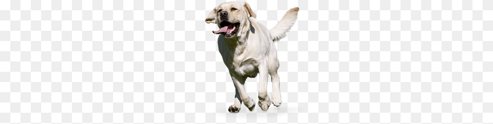 Labrador Retriever, Animal, Canine, Dog, Labrador Retriever Free Png