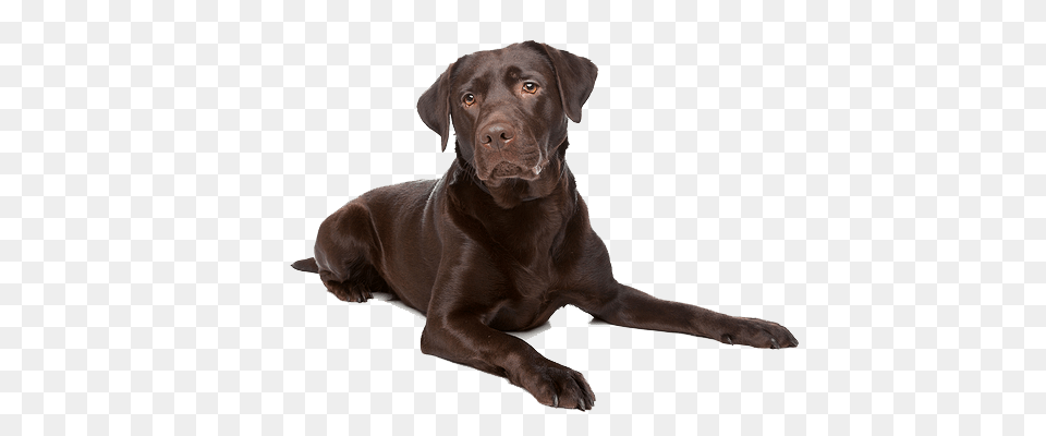 Labrador Retriever, Animal, Canine, Dog, Labrador Retriever Free Png Download