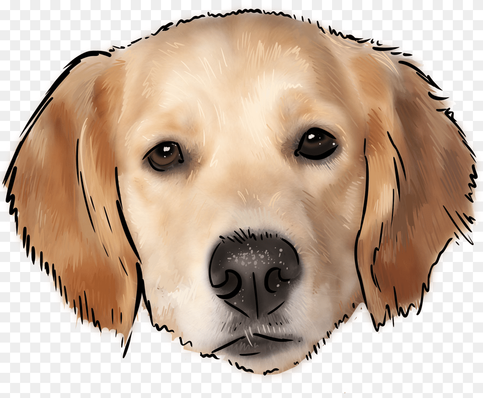 Labrador Retriever Free Png Download