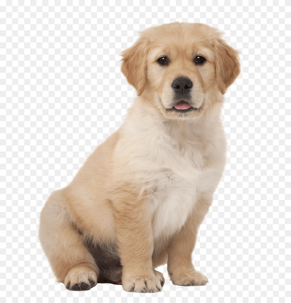 Labrador Retriever, Animal, Canine, Dog, Golden Retriever Free Transparent Png