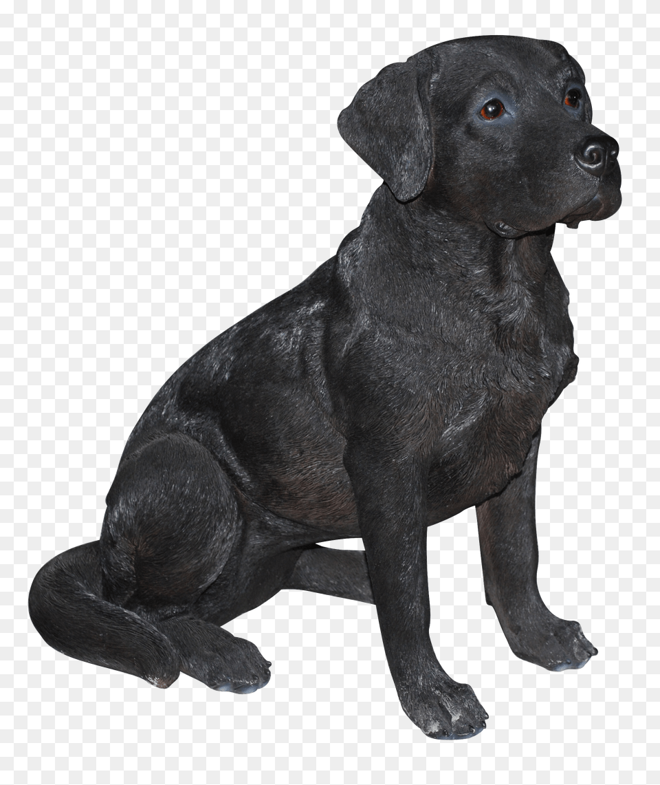 Labrador Retriever, Animal, Canine, Dog, Labrador Retriever Png