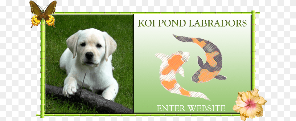 Labrador Retriever, Animal, Canine, Dog, Mammal Png