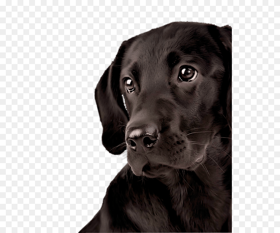 Labrador Retriever, Animal, Canine, Dog, Labrador Retriever Free Png Download