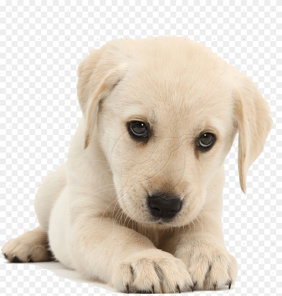 Labrador Retriever, Animal, Canine, Dog, Mammal Png