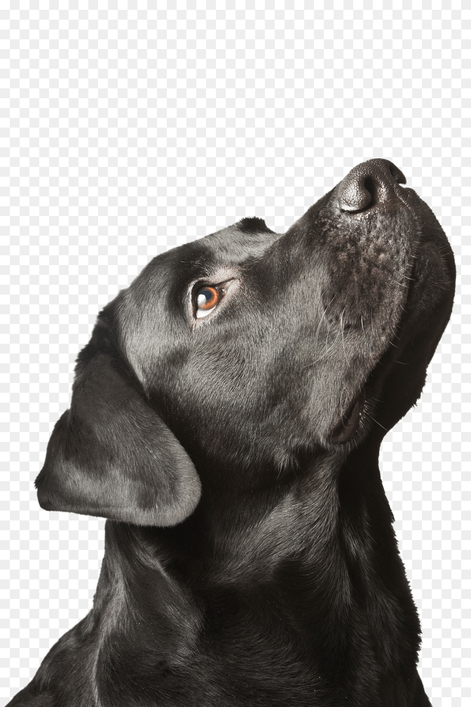 Labrador Retriever Free Transparent Png