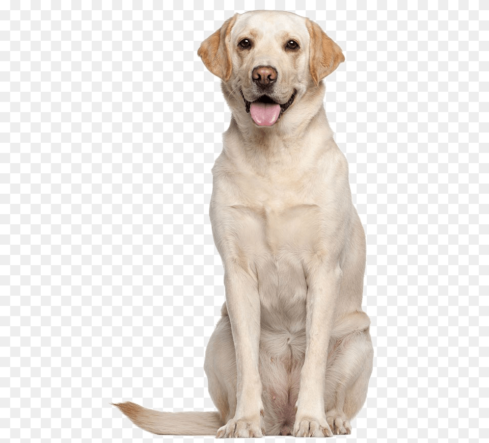 Labrador Retriever, Animal, Canine, Dog, Labrador Retriever Free Png