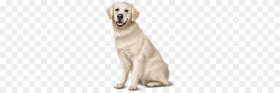 Labrador Retriever, Animal, Canine, Dog, Golden Retriever Free Png Download