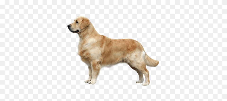Labrador Retriever, Animal, Canine, Dog, Golden Retriever Free Png