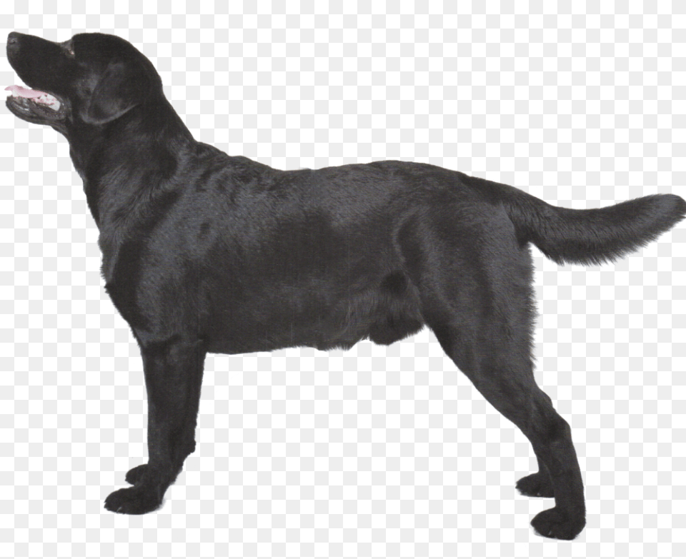 Labrador Retriever, Animal, Canine, Dog, Labrador Retriever Free Png Download