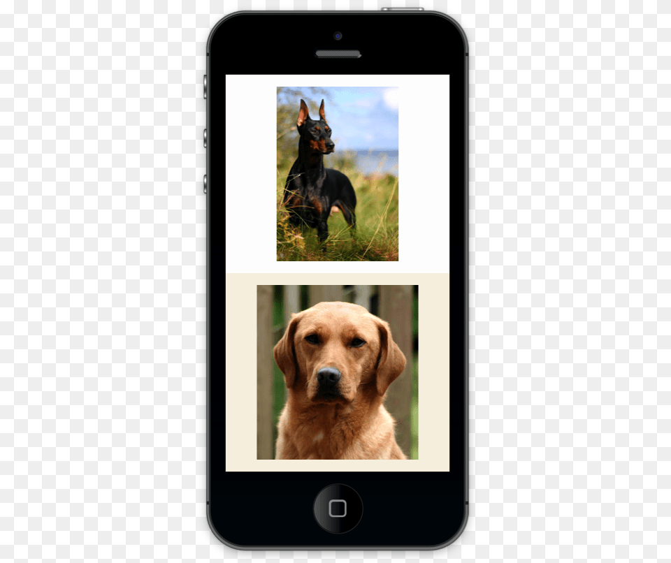 Labrador Retriever, Animal, Canine, Dog, Mammal Png Image